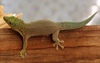 Фельзума Стандинга (Phelsuma standingi)