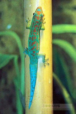 Фельзума цепедиана (Phelsuma cepediana)