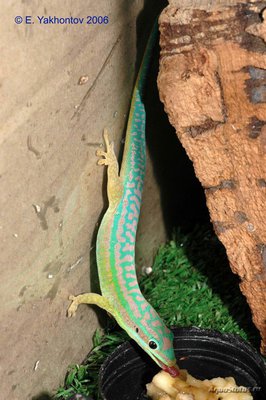 Фельзума цепедиана (Phelsuma cepediana)