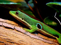Фельзума четырехглазковая (Phelsuma quadriocellata)