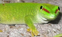 Фельзума широкохвостая (Phelsuma laticauda)