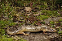 Хальцид глазчатый (Chalcides ocellatus)