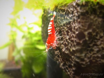 Фото Пресноводные аквариумные креветки. Разные. (photo#121929)