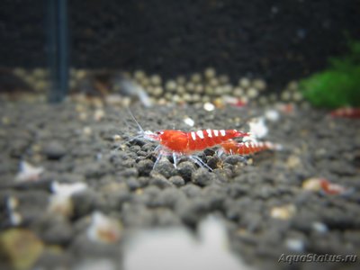 Фото Пресноводные аквариумные креветки. Разные. (photo#121930)