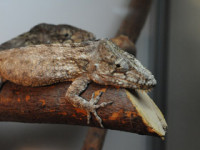 Хамелеолис барбатус (Chamaeleolis barbatus)