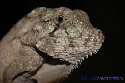 Хамелеолис барбатус (Chamaeleolis barbatus)