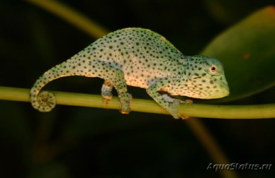 Хамелеон деремский (Chamaeleo (Trioceras) deremensis)