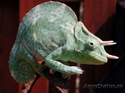 Хамелеон деремский (Chamaeleo (Trioceras) deremensis)