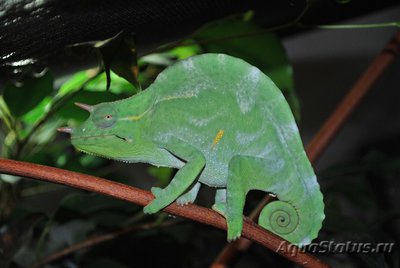 Хамелеон деремский (Chamaeleo (Trioceras) deremensis)