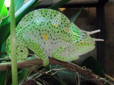 Хамелеон деремский (Chamaeleo (Trioceras) deremensis)