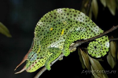 Хамелеон деремский (Chamaeleo (Trioceras) deremensis)