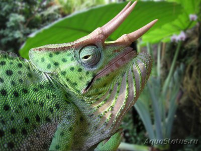 Хамелеон деремский (Chamaeleo (Trioceras) deremensis)