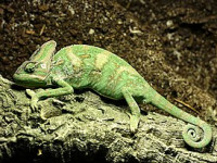 Хамелеон йеменский (шлемоносный) (Chamaeleo calyptratus)