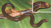 Червяги (Ichthyophiidae)
