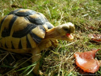 Черепаха египетская (Testudo kleinmanni)