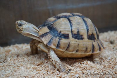 Черепаха египетская (Testudo kleinmanni)