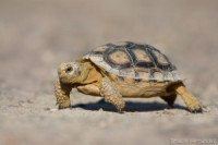 Аргентинская черепаха , или чилийская черепаха (Chelonoidis chilensis)