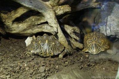 Черепаха звездчатая индийская (Geochelone elegans)