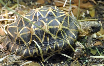 Черепаха звездчатая индийская (Geochelone elegans)
