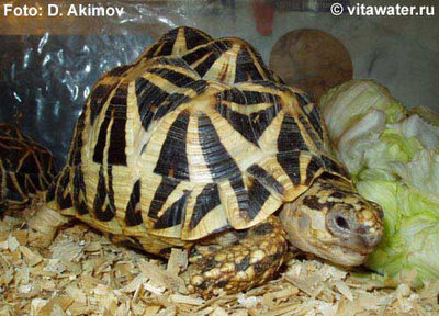 Черепаха звездчатая индийская (Geochelone elegans)