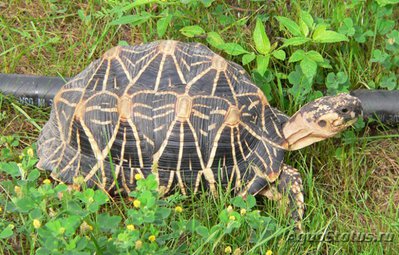 Черепаха звездчатая индийская (Geochelone elegans)