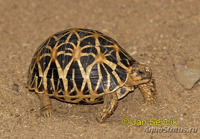 Черепаха звездчатая индийская (Geochelone elegans)