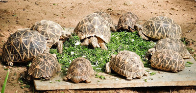 Черепаха звездчатая индийская (Geochelone elegans)