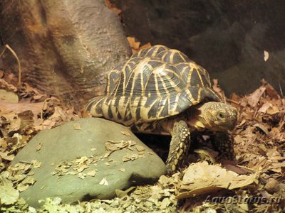 Черепаха звездчатая индийская (Geochelone elegans)