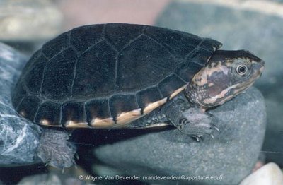 Черепаха иловая желторотая (Kinosternon leucostomum White Cheek Mud Turtle)