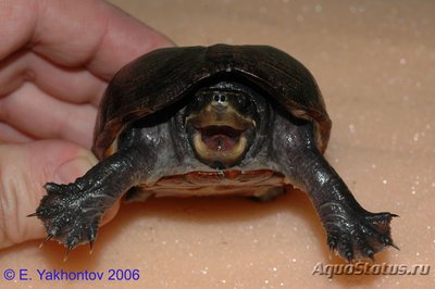 Черепаха иловая красноватая (WC Kinosternon subrubrum Eastern Mud Turtle)