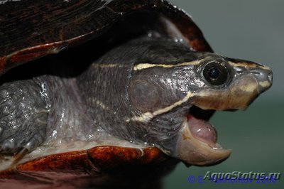 Черепаха иловая красноватая (WC Kinosternon subrubrum Eastern Mud Turtle)