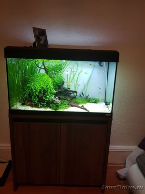 Фото Подводный Романтик. Мой аквариум Fluval Roma 120 литров Zlatka  (photo#122077)