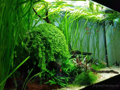 Фото Подводный Романтик. Мой аквариум Fluval Roma 120 литров Zlatka  (photo#122081)