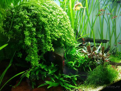 Фото Подводный Романтик. Мой аквариум Fluval Roma 120 литров Zlatka  (photo#122083)