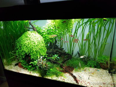 Фото Подводный Романтик. Мой аквариум Fluval Roma 120 литров Zlatka  (photo#122085)
