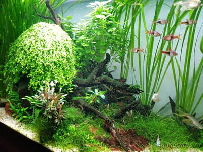 Фото Подводный Романтик. Мой аквариум Fluval Roma 120 литров Zlatka  (photo#122086)