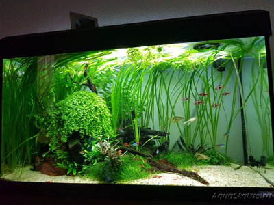 Фото Подводный Романтик. Мой аквариум Fluval Roma 120 литров Zlatka  (photo#122087)