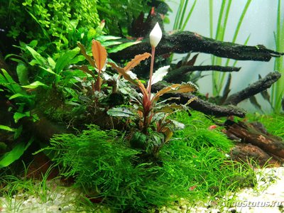 Фото Подводный Романтик. Мой аквариум Fluval Roma 120 литров Zlatka  (photo#122089)