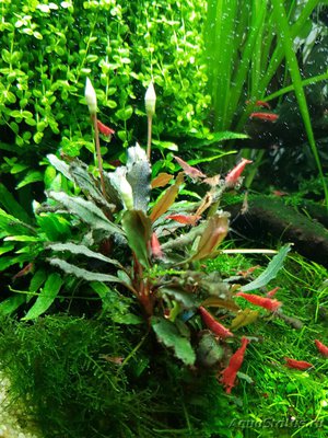Фото Подводный Романтик. Мой аквариум Fluval Roma 120 литров Zlatka  (photo#122091)