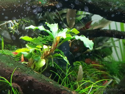 Фото Подводный Романтик. Мой аквариум Fluval Roma 120 литров Zlatka  (photo#122092)