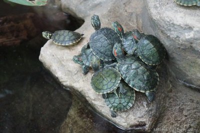 Черепаха красноухая (Trachemys scripta elegans Red-eared slider)