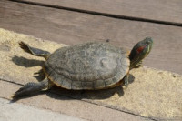 Черепаха красноухая (Trachemys scripta elegans Red-eared slider)