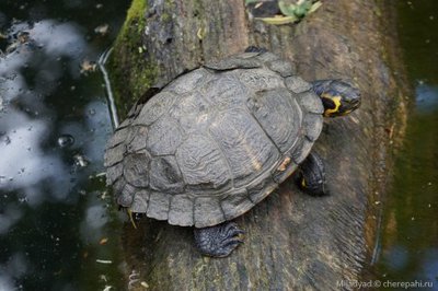 Черепаха красноухая (Trachemys scripta elegans Red-eared slider)