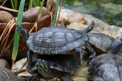 Черепаха красноухая (Trachemys scripta elegans Red-eared slider)