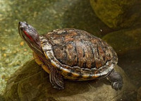 Черепаха красноухая (Trachemys scripta elegans Red-eared slider)