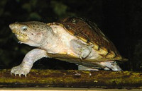 Черепаха мускусная килеватая (Sternotherus carinatus Razor Back Musk Turtle)