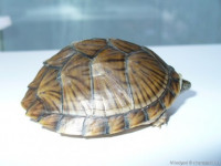 Черепаха мускусная килеватая (Sternotherus carinatus Razor Back Musk Turtle)