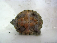 Черепаха мускусная килеватая (Sternotherus carinatus Razor Back Musk Turtle)