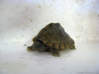 Черепаха мускусная килеватая (Sternotherus carinatus Razor Back Musk Turtle)