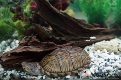 Черепаха мускусная килеватая (Sternotherus carinatus Razor Back Musk Turtle)